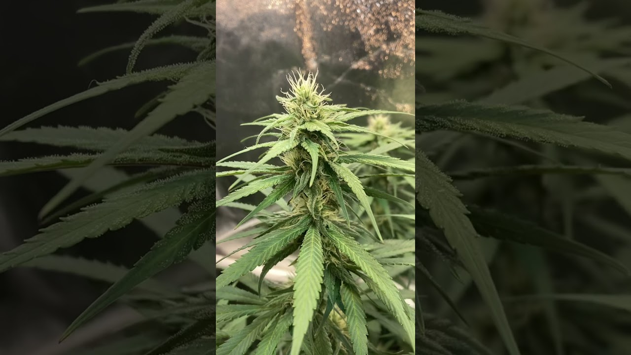 Zamaldelica x Kali China by Ace Seeds - 28 days bloom