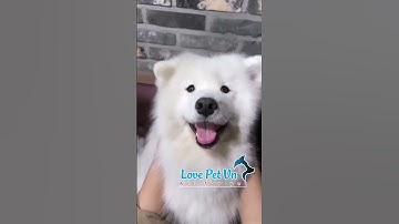 Khoảnh Khắc Hài Hước - Đáng Yêu - Thú Cưng #lovepetvn #thucandochoichomeo 0524023[Love Pet Việt Nam]