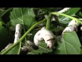 Japanese silkworm "GUNMA200"