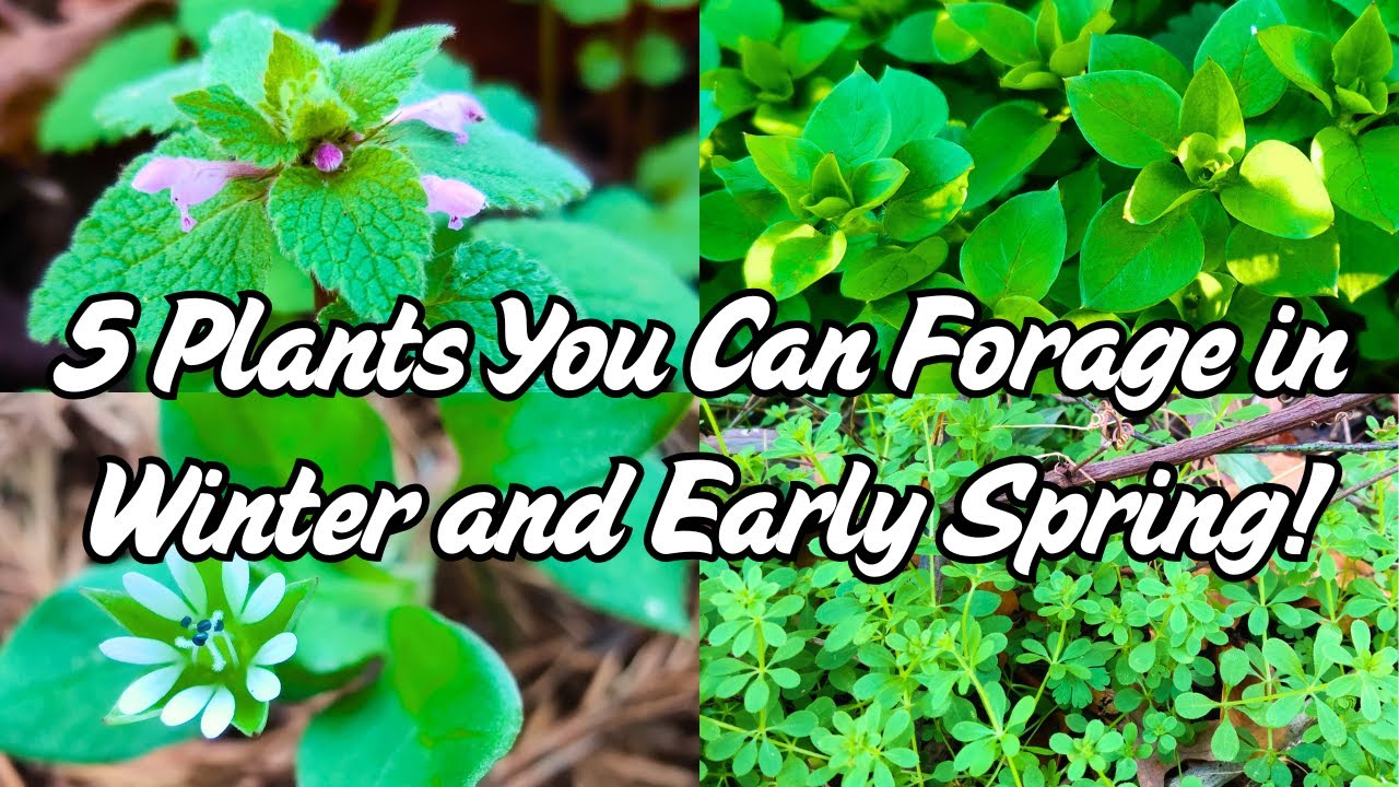 5 растений для вашего сада, которые можно собирать зимой и ранней весной (лекарственные и съедобные)