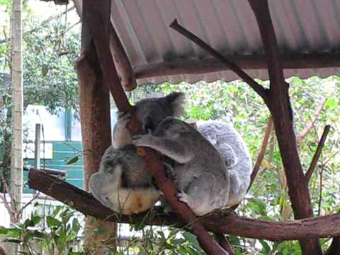 MV2009 05 26 無尾熊相親相愛短片 Brisbane AU 11 CUT