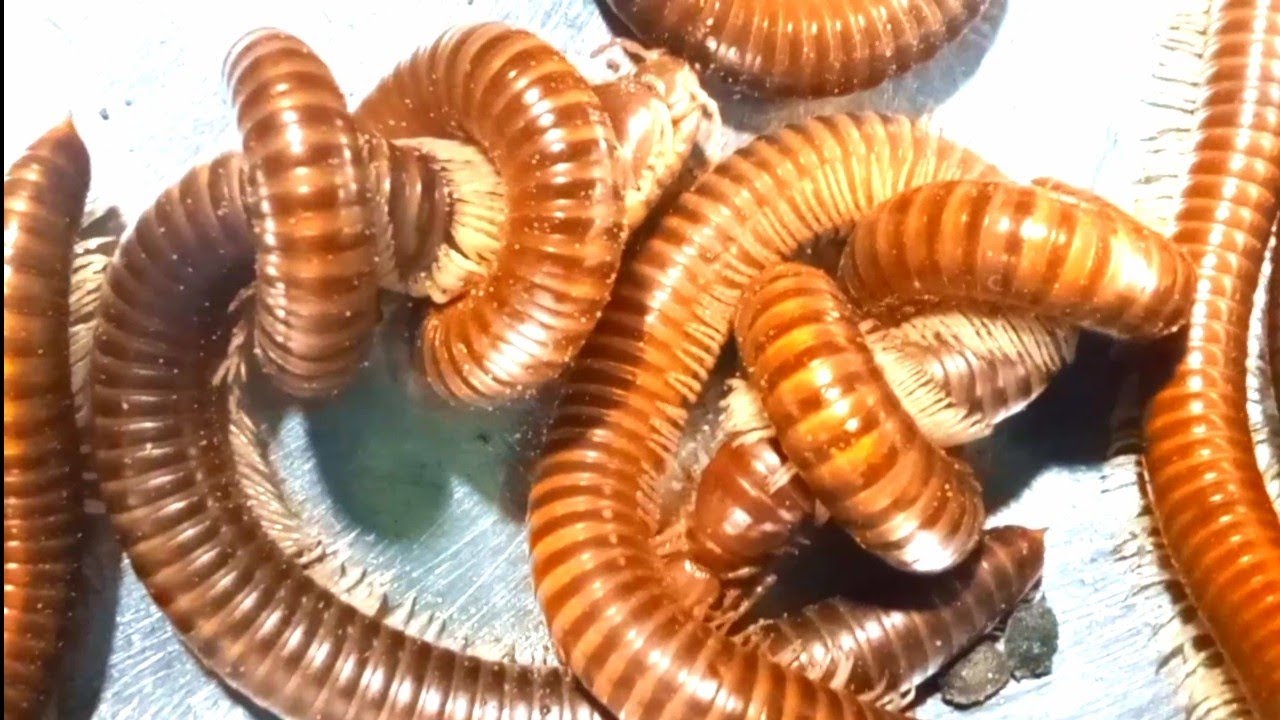 Amazing Catching Giant Millipede to Breeding and meet lots of land snail