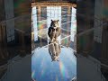 owl AI furnished floor #trendingshorts #wildlife #aivideo