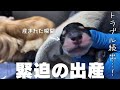【犬の出産】犬は安産と言われますが、現実は違います