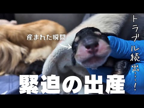 誕生動画