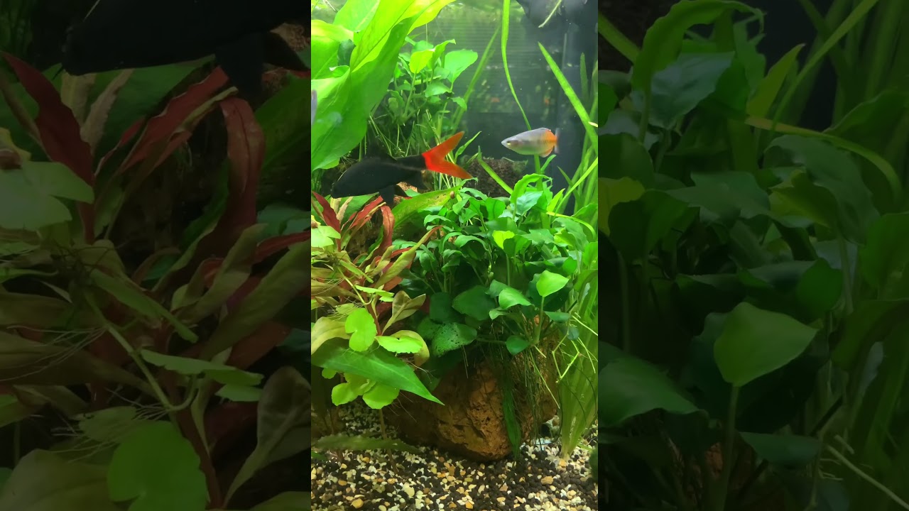 Vomiting Red-Tailed Shark!!! 