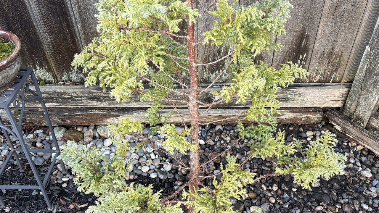 Removing The Dead, Devon Cream, Sawara False Cypress - February 5, 2026