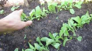 MFG 2013 2 of 3 How to Thin 2 Week Old Radishes & Succession Planting - Spread Out Harvesting!