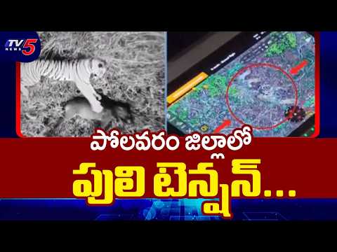 పోలవరం లో పెద్దపులి | Tiger Te*ror in Polavaram : Rescue Operation Underway | TV5 News - TV5NEWS