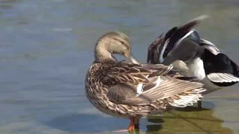 Blue Water Baltimore 5 Year Anniversary