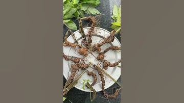 Sâm Ngọc Linh Rừng Già 10 củ 1kg