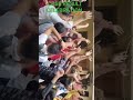 RESULT CELEBRATION