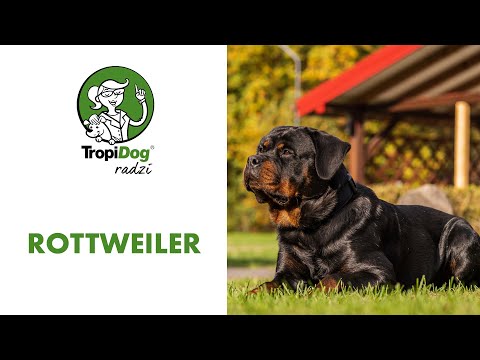 Wideo: Zwyrodnienie Rdzenia Kręgowego U Rottweilerów
