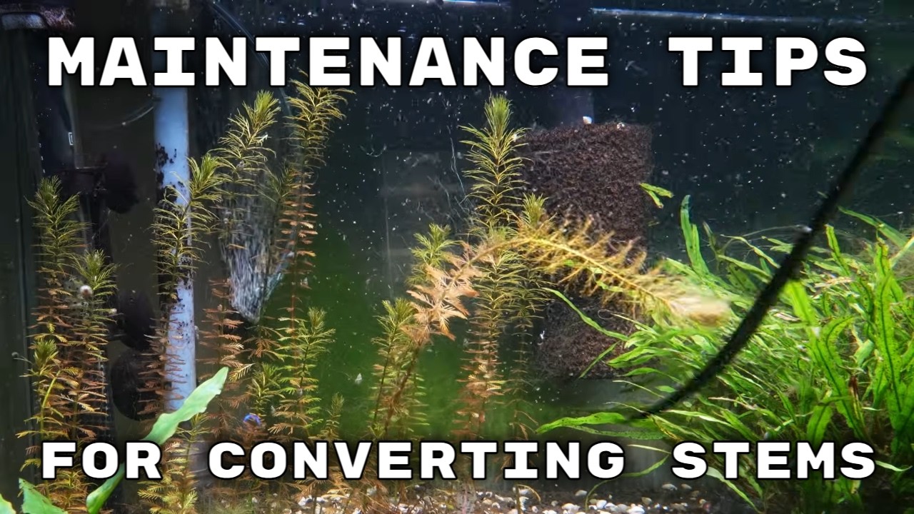 Stem Maintenance Tip - Fish Room Vlog
