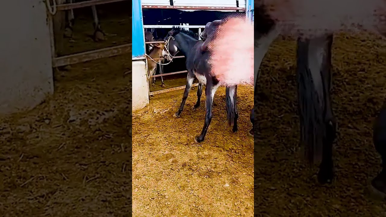 Donkeys Live Among And Horses 83
