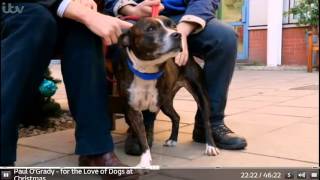 For The Love Of Dogs Christmas 2013