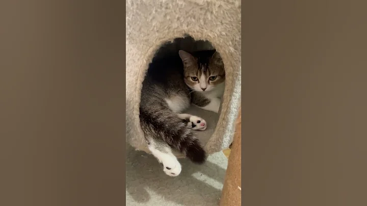 Watch the video about Cute munchkin kitten is very sleepy #shorts #cat #cute #kitten #catlover