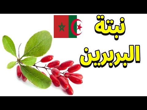 نبتة تخفض السكر والكوليسترول طبيعي ا موجودة عندنا في المغرب والجزائر