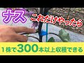 【ナス】コレらをやるだけで、1苗300本収穫できるようになります！