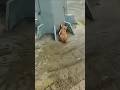 子猫を保護して新しいママと暮らせるようにする