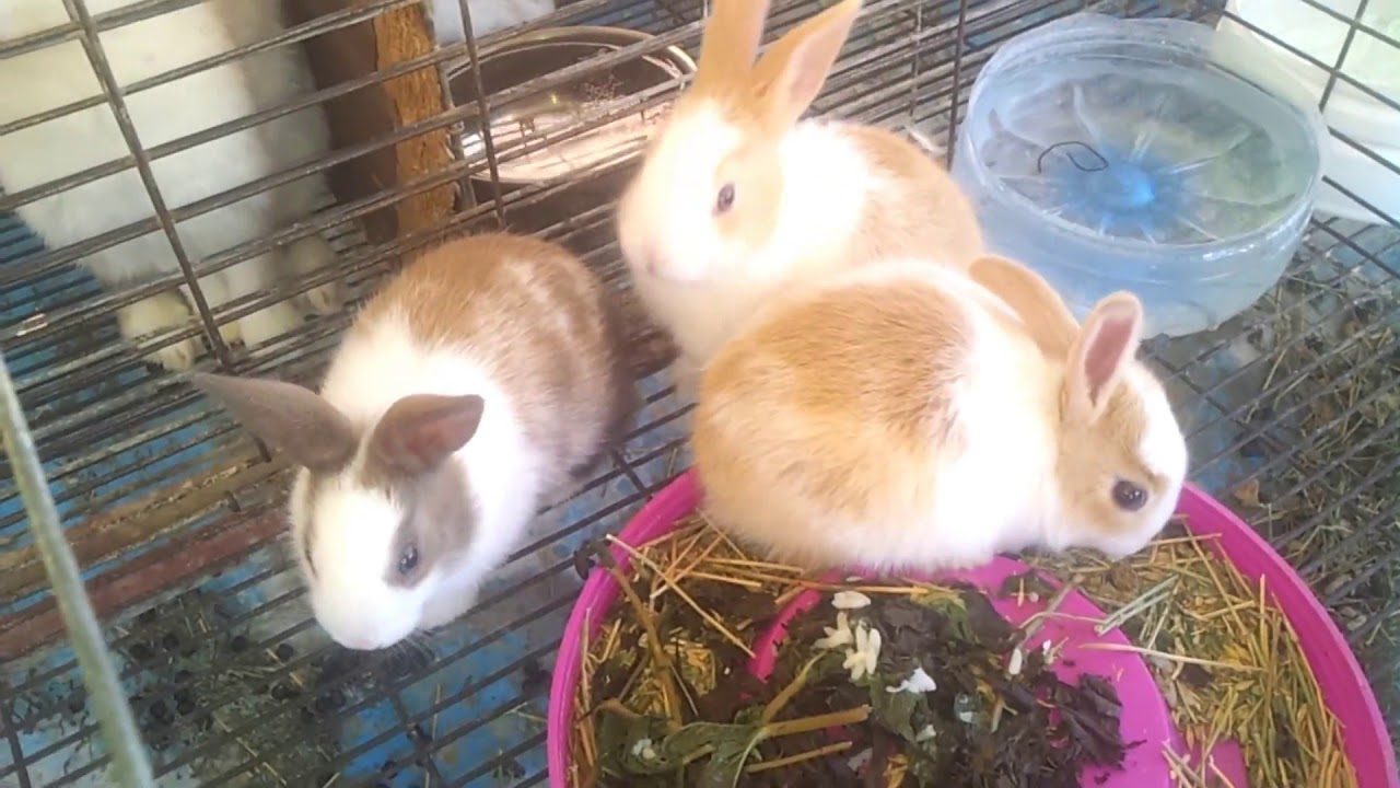 الطريقة الصحيحة لفطام صغار الأرانب بدون حدوث صدمة الفطام // من ابتكاري 2020