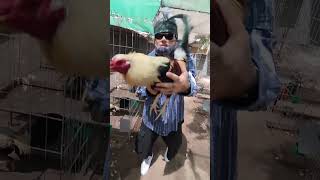 Buenas Tardes A Todos Saludos Les Gustan Los Gallitos Bravos