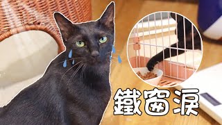 小浪貓被一碗肉騙進小黑屋關禁閉氣得猛虎落淚狂喊救命李喜猫