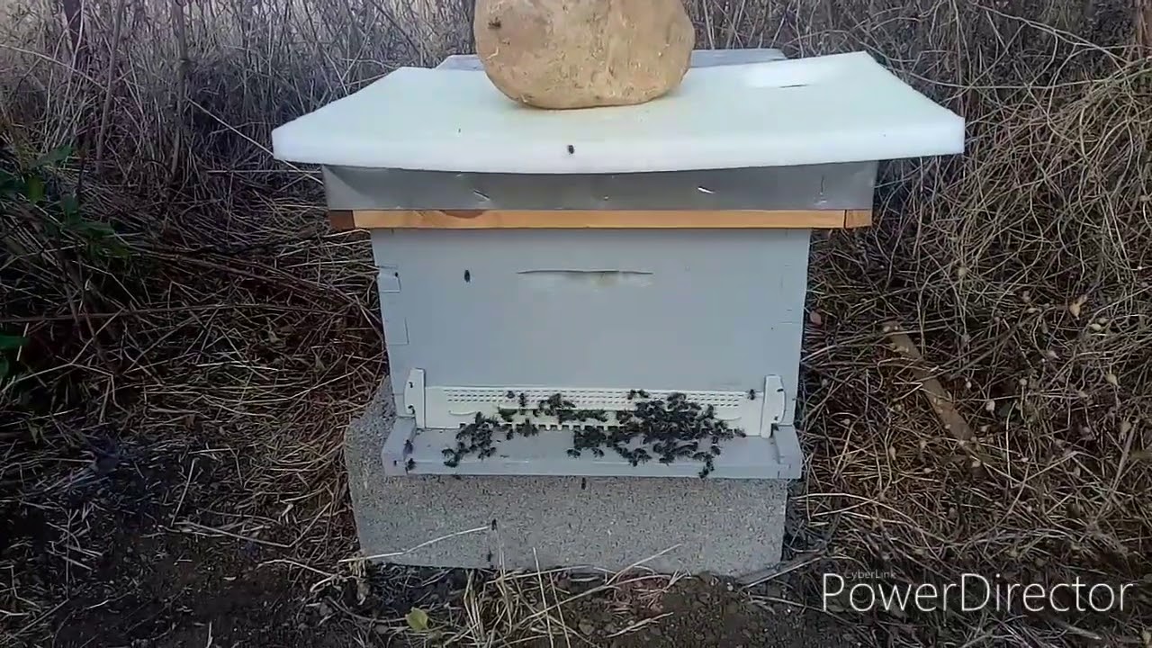 أهم أعمال مربي النحل خلال شهر 9 شهر سبتمبر استعدادا للموسم القادم