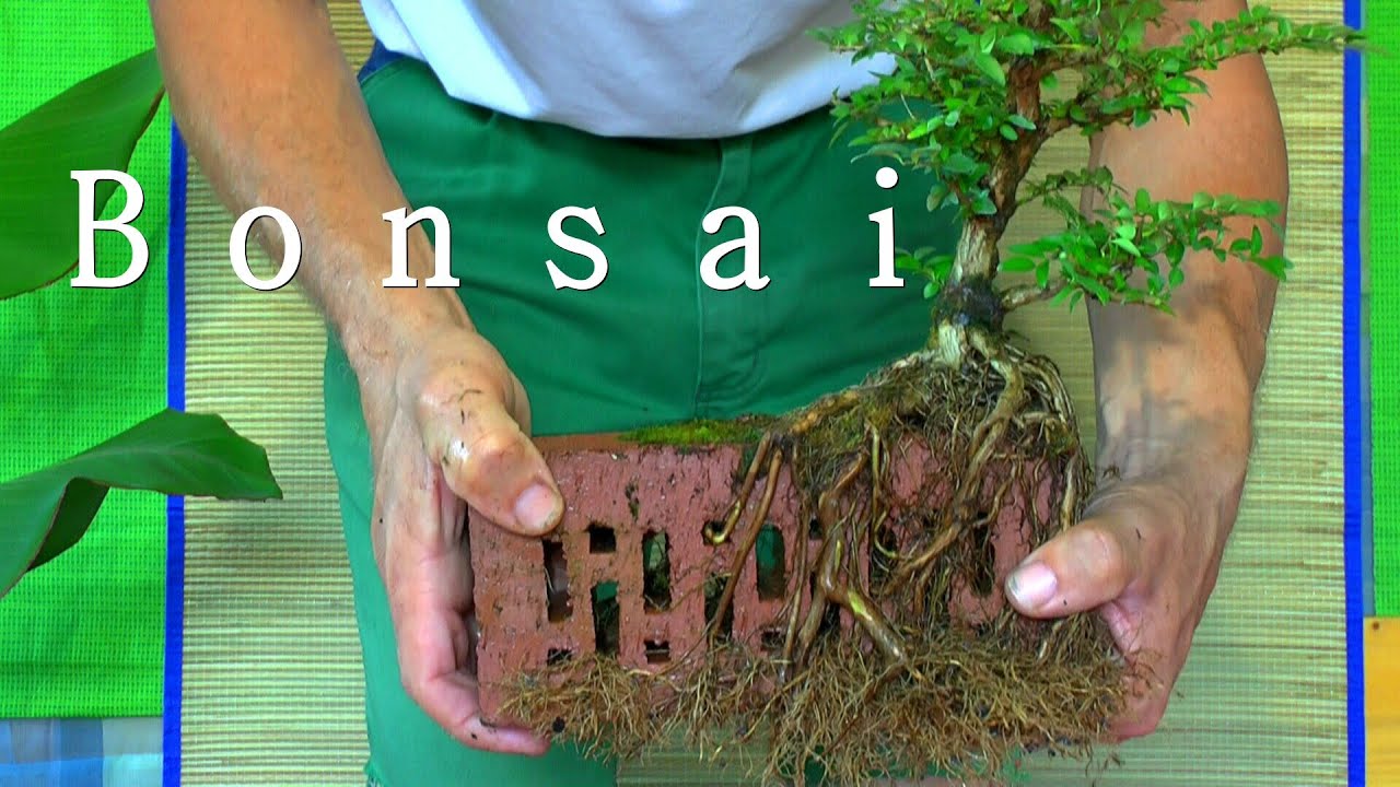 Bonsai auf dem Stein. Projekt Stone YouTube