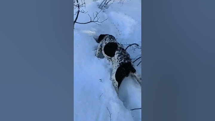 🐰 Dovşan Ovu #tavşanavı #avcılık #avcıvideoları #avköpekleri #ovitləri #hunting #ovçu