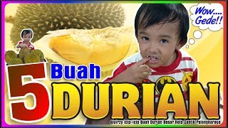 PESTA DURIAN | Review Buah Durian Besar Kota Cantik Palangkaraya | Panen Durian