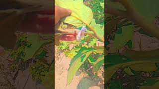 #hindisong #farmers #and. #deshi blog