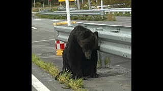 道路脇で力なくへたり込むクマ…後ろ足付近にケガ 車にはねられたか 市や警察は対応協議 当面見守る方針…北海道・稚内市 (23/10/07 15:16)