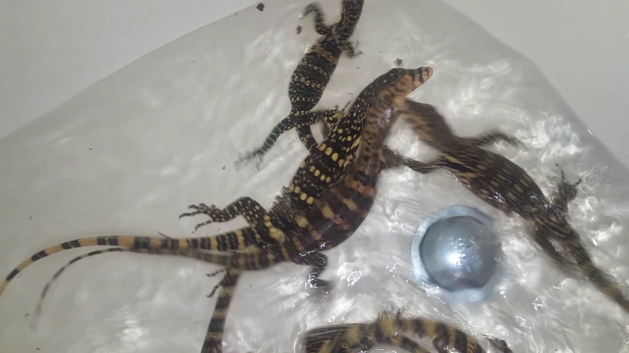 camera iphone 8 plus apk CBB water monitors