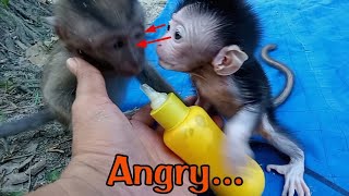 Cutis baby monkey's angry expression, when jack monkey took Cutis' milk