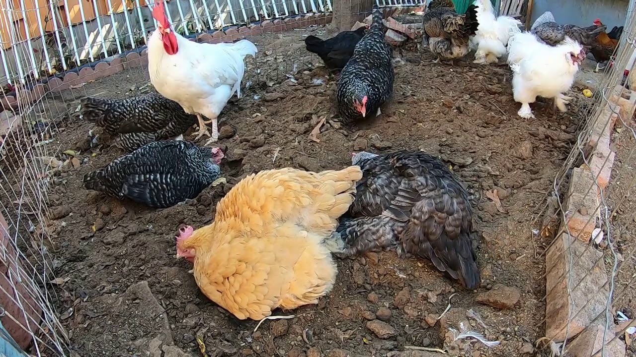 Backyard Chickens Playing In The Dirt! Chicken Noise Sound Roosters Crowing Hens Clucking!