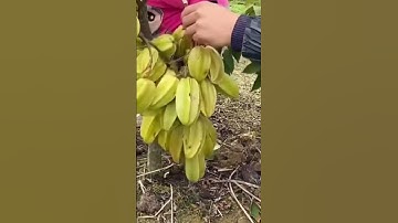 Ide Cerdas Memanen Buah Belimbing Dengan Cara Mudah Sangat Simpel dan Tepat #shorts