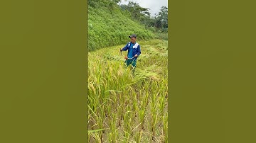 Tét lồng gặt lúa đa năng lắp cho tất cả các loại máy cắt cỏ 0987295266