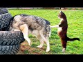 Funny animals 2024 funniest cats and dogss