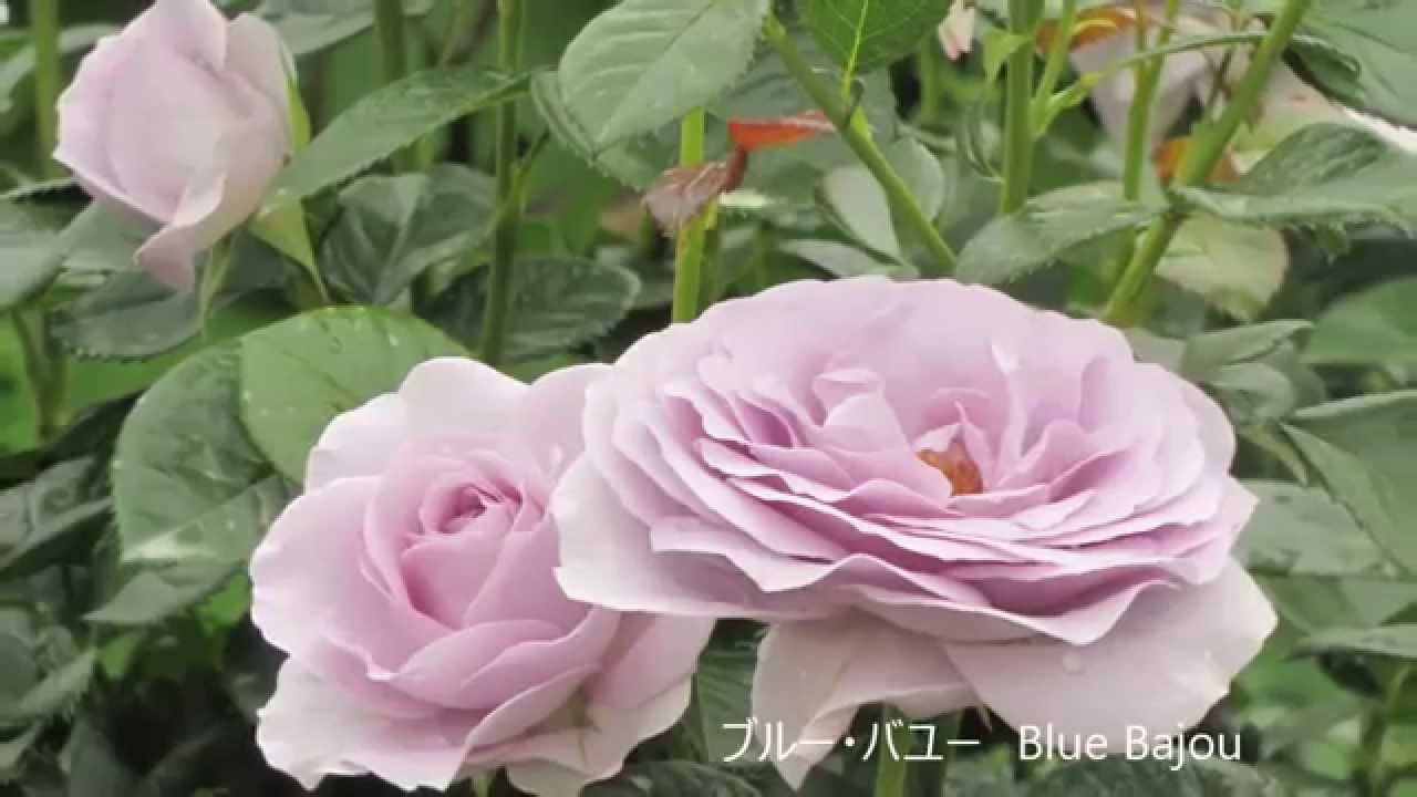 ザ トレジャーガーデン館林3 水辺のローズガーデン The Treasure Garden Tatebayashi 3 Waterside Rose Garden Youtube