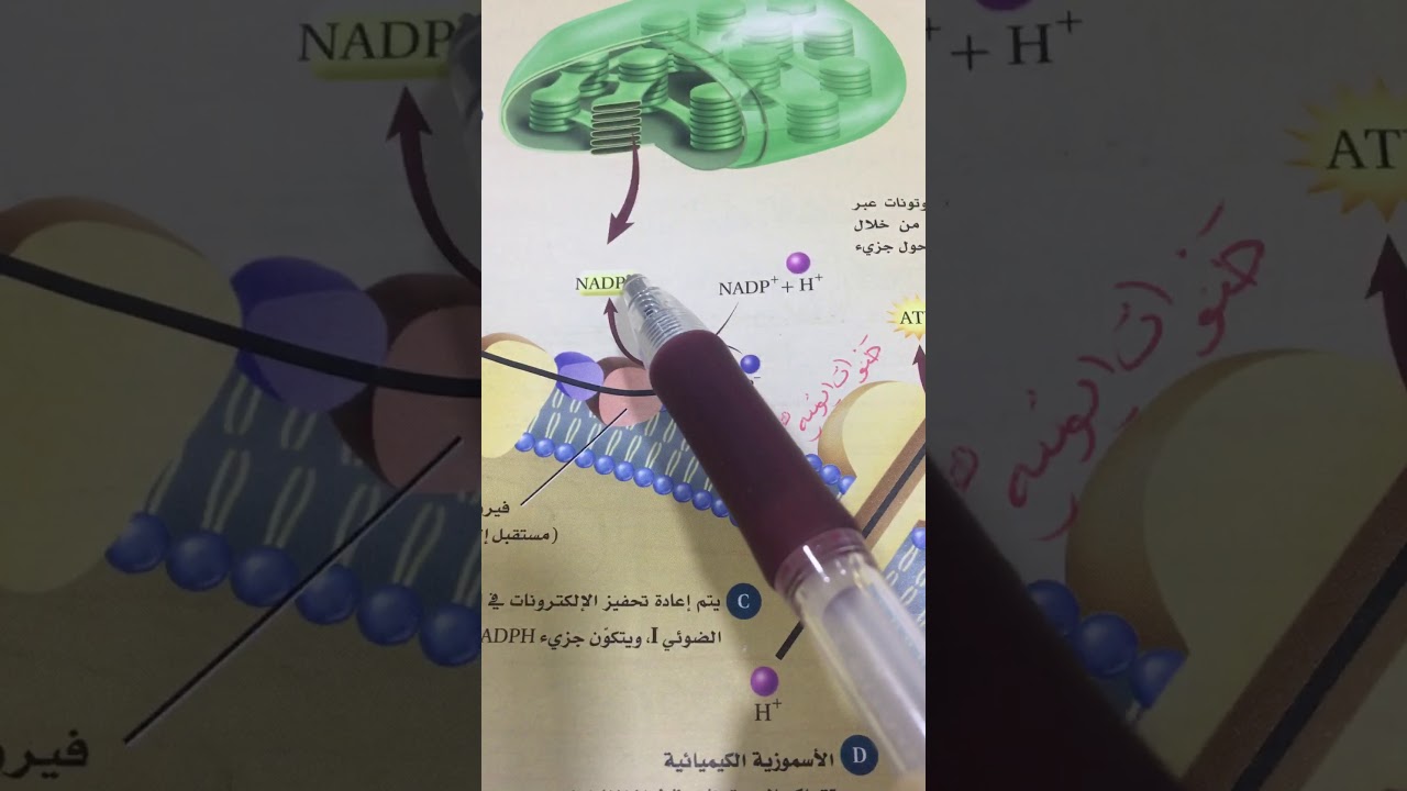 سلسلة نقل الألكترون المرحلة الأولى في عملية البناء الضوئي