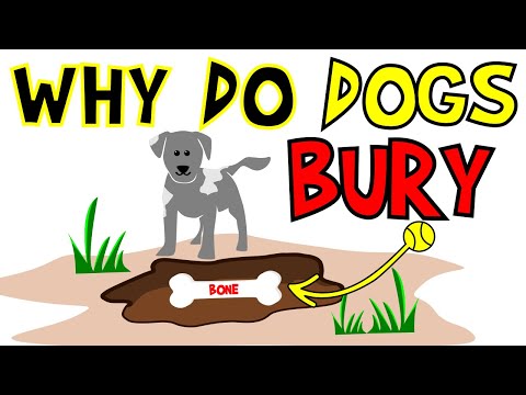 Video: Mengapa Anjing Saya Mengubur Tulang?