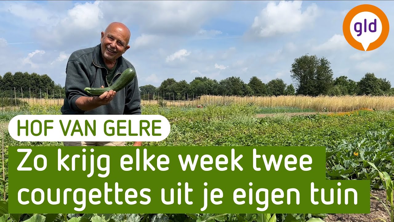 Zo krijg je elke week twee tot drie courgettes uit eigen tuin