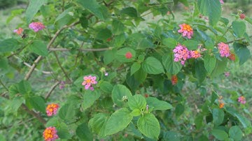 cách nhận biết và phân biệt ngủ sắc trị bệnh và ngủ sắc không trị bệnh hiếu channel