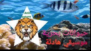 الحيوانات البحرية مع موسيقي هادئة FULL HD( Marine animals with soft music )