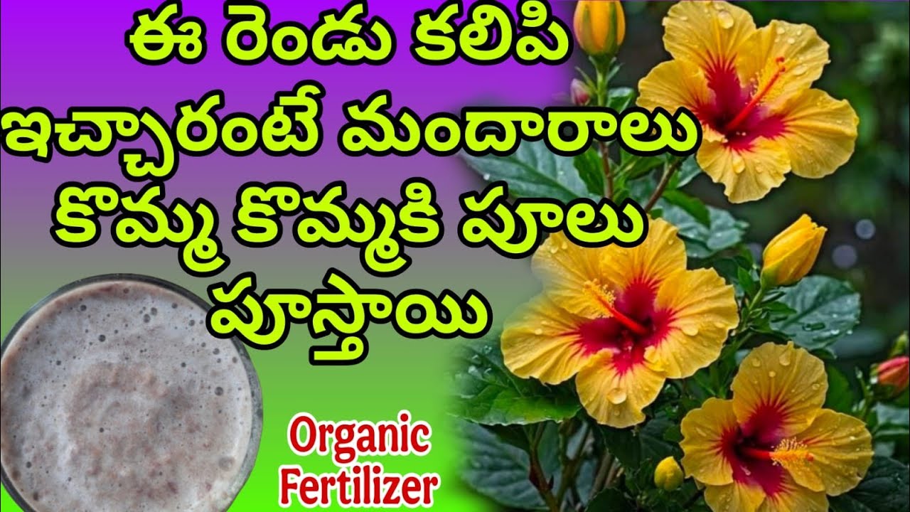 మందారాలు కొమ్మ కొమ్మకి పూలు పూయాలి అంటే ఈ Best organic fertilizer ఇవ్వండి #fertilizer #hibiscus 