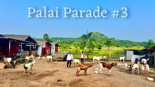 MD Goat Farm Palai Parade #3 | Happy Birthday Hysham Bhai