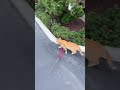Cheeto talks to Frankie #cat