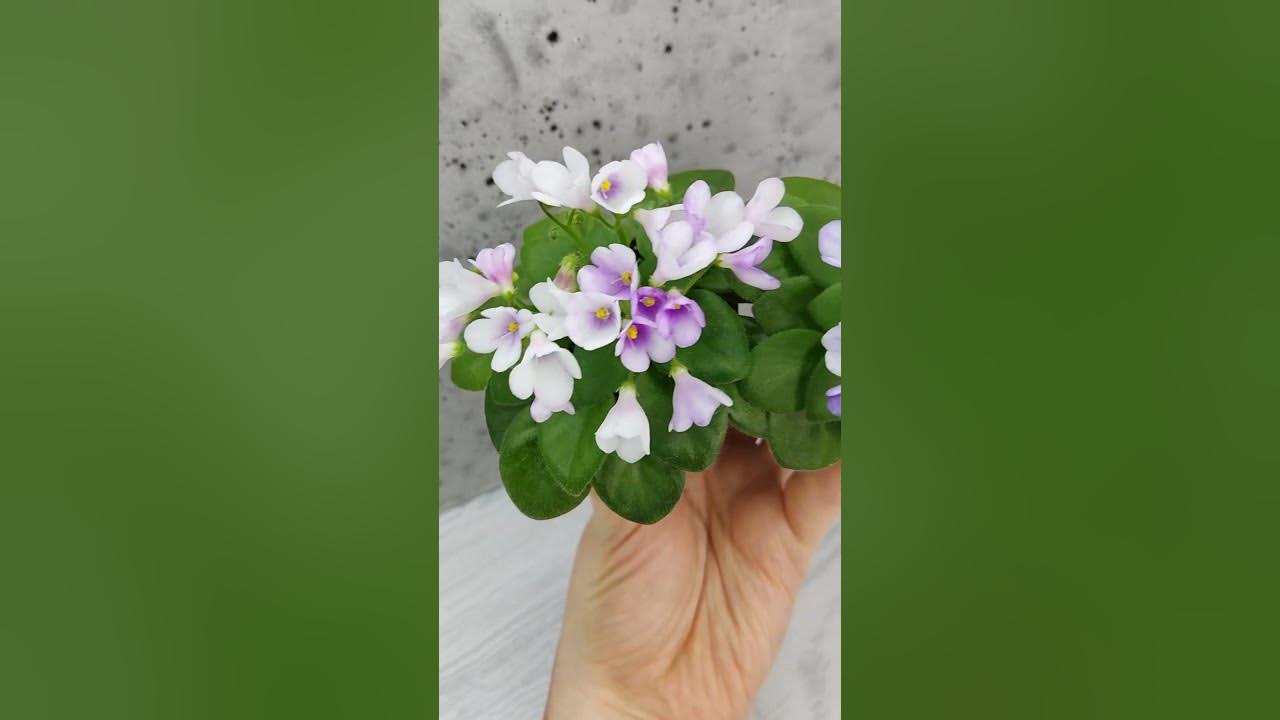Фиалки ЛЕ-Котёнок Мяу и ЛЕ-Котенок Гав #flowers - YouTube