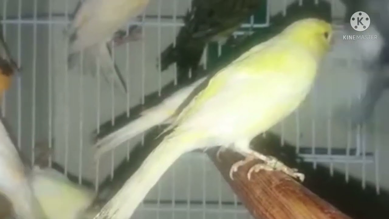 بديل أشعة الشمس للطيور (الحل المناسب)